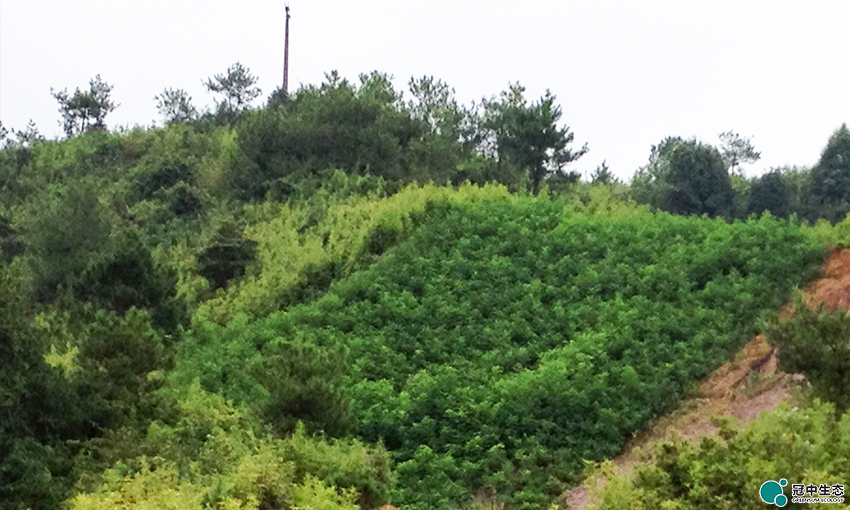 2121�Ƿ���(�й���)�����ٷ���վ